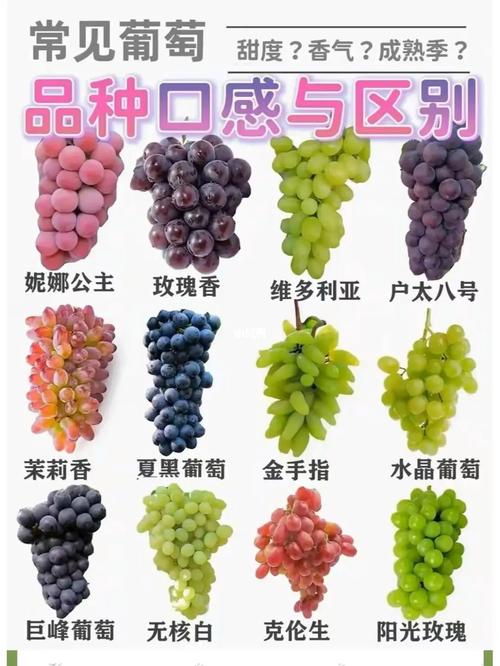 葡萄的种类和名称也很卷