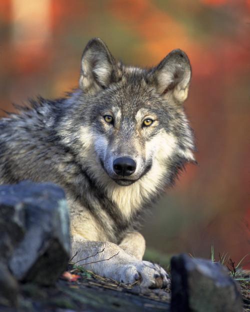 where to see and learn about wolves in southern california!