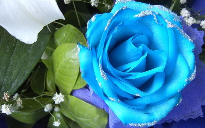 蓝玫瑰图片,分享一组鲜花特写图片给大家,图中的桌面壁纸壁纸会