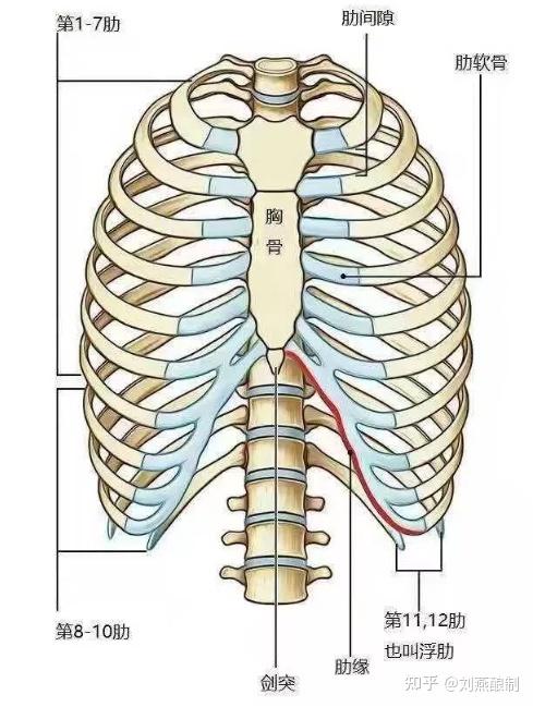 正常人体肋骨左右共计12对,其中的第1到7对肋骨借助肋软骨与胸骨相连