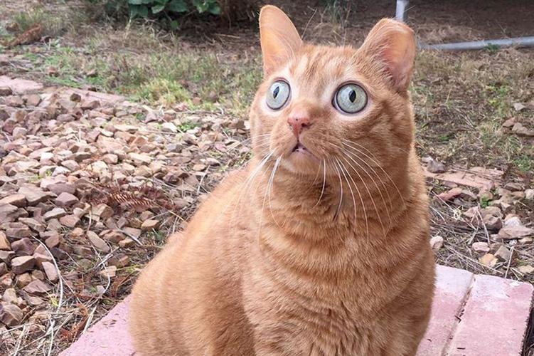 美国小猫有双特别的金鱼眼走红网络粉丝超5万变身大明星