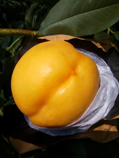 油桃新品种,"新时代"的梦黄金桃一一金香妃黄巨油.