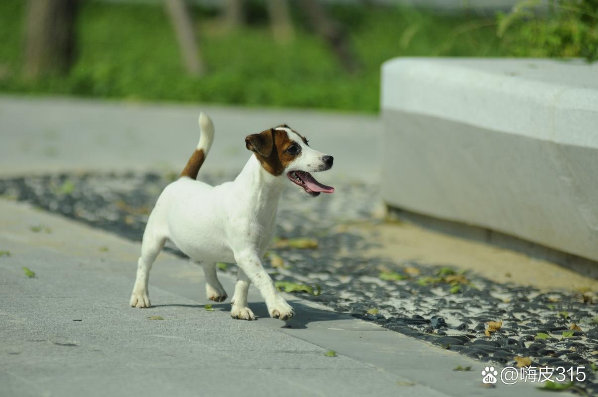 杰克罗素11,是一种动力十足的11类犬,它聪明,耐力好,性格有些自我