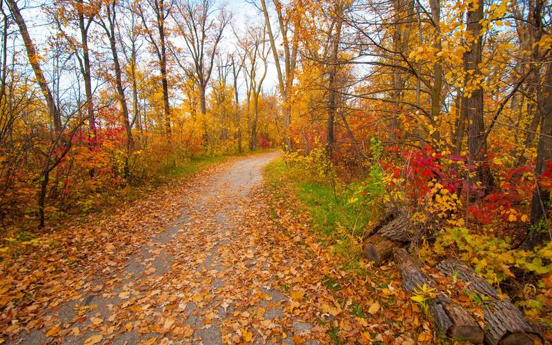 秋天,公园,森林,树木,黄叶,路径 iphone 壁纸