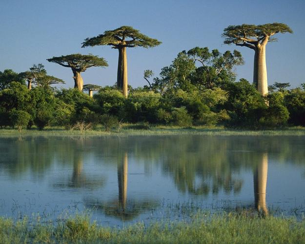 反映,湿地,自然风景,壁纸猴面包树树反映在湿地 - 马达加斯加猴面包树