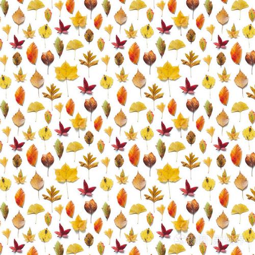 秋天图案以五颜六色 (枫树, 桦木, 椴树, 银杏) 叶子在白色背景