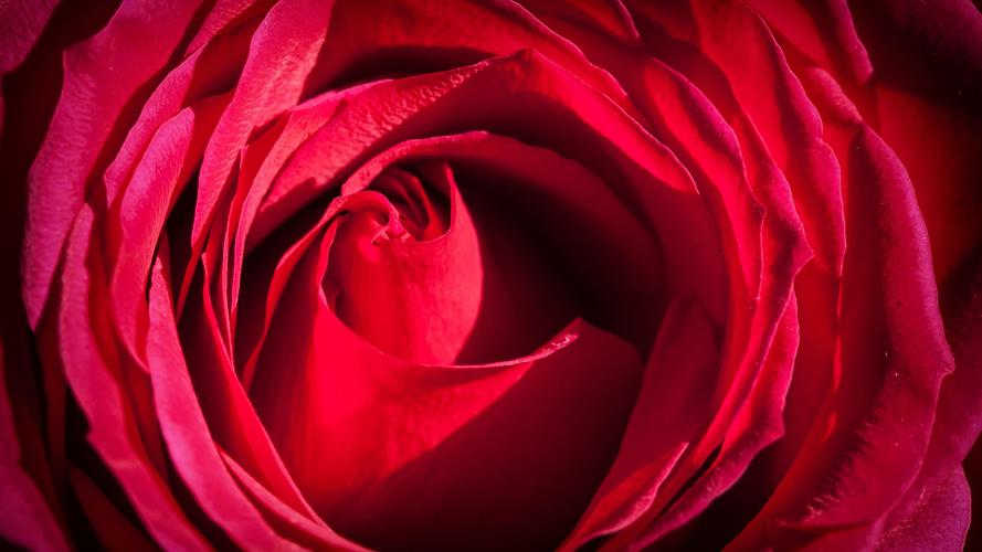 电脑壁纸 花卉 鲜花 2020浪漫的七夕玫瑰花