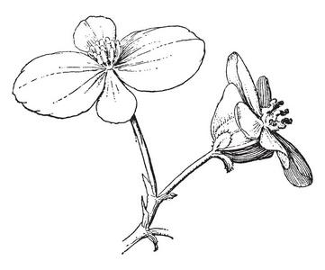 两朵花生长在一个单一的分支, 复古线条画或雕刻插图照片