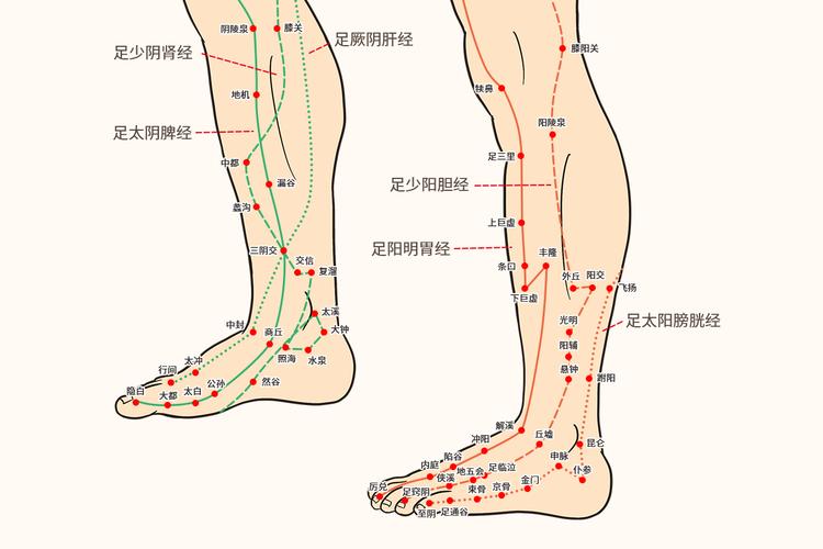 脚部经络通常是指足三阳经,足三阴经.