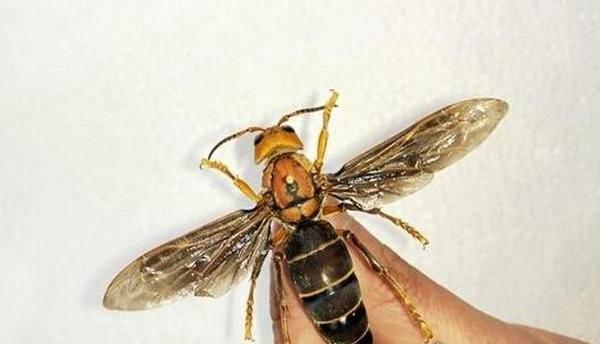 世界上最大的马蜂体长7厘米翅展长935厘米是普通马蜂的2倍