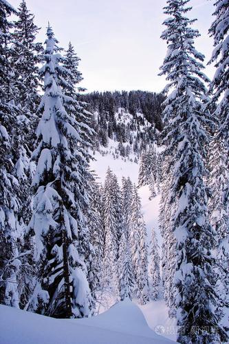 奥地利阿尔卑斯山雪林中的冬季松树