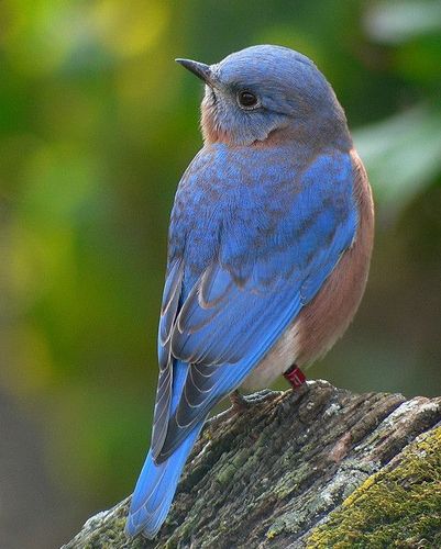 "the bluebird carries the sky on his back.