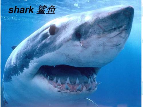 选修七第三单元课件 shark 鲨鱼