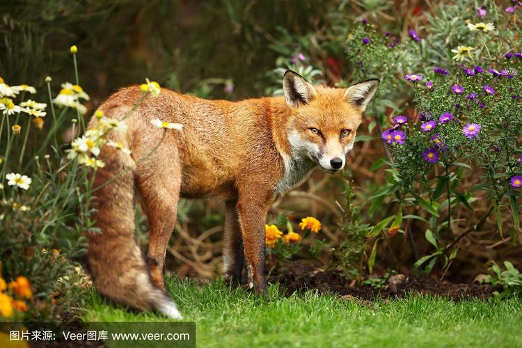 红狐狸站在花园里的花旁