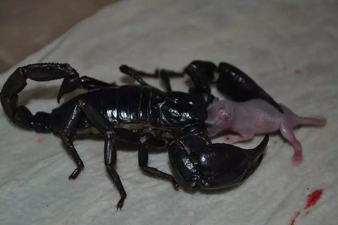 拥有逆天之力的帝王蝎这两个大钳子竟然是挖白蚁吃的