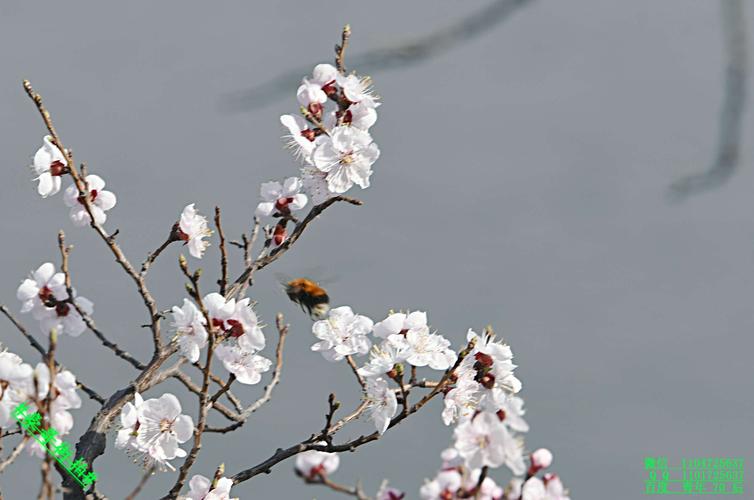那些依山傍湖盛开的花朵——北国小城明珠二龙湖畔的春花(*∩_∩*)