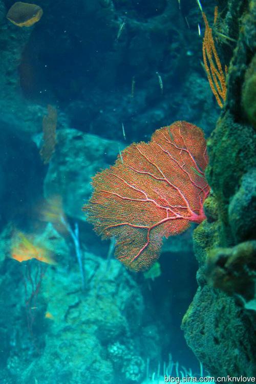 海洋红珊瑚
