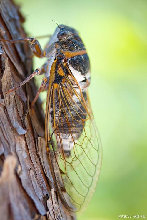 蝉是一种令人着迷的昆虫,其独特的鸣叫声在夏日里回荡.