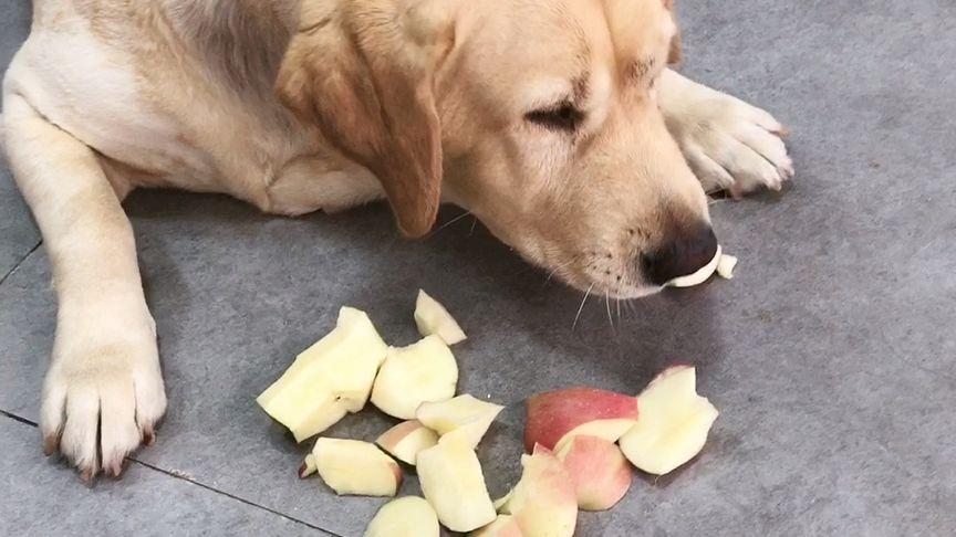 拉布拉多吃苹果嫌麻烦,必须切成一块一块,这么懒的狗拿它没办法