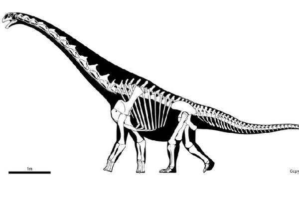 马拉圭龙南美超巨型恐龙长25米能与蓝鲸相比
