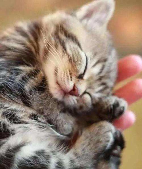 一组熟睡的小奶猫图片:这或许就是世界上最美好的存在吧?
