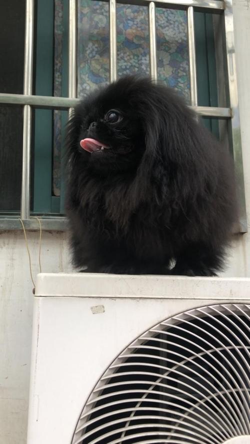 纯黑色北京犬
