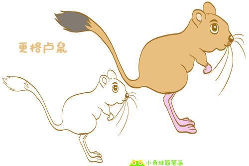 rat dipodomys venustus narrow-faced kangaroo rat 小角蛙简笔画
