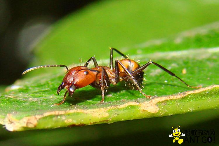 活体宠物蚂蚁工坊生日礼物camponotusnicobaresis尼科巴弓背蚁