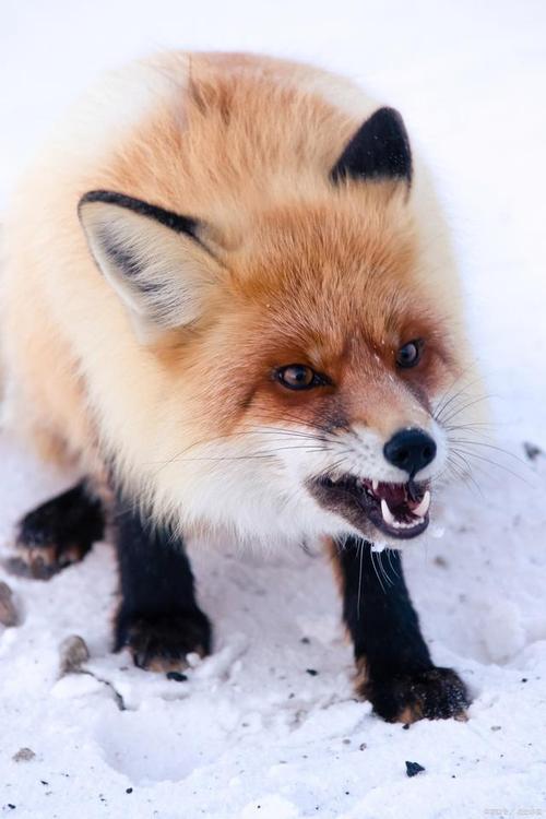 动物科普:狐狸的冬季求食之道