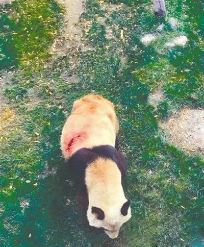 兰州动物园:带血大熊猫伤口只有指甲大小
