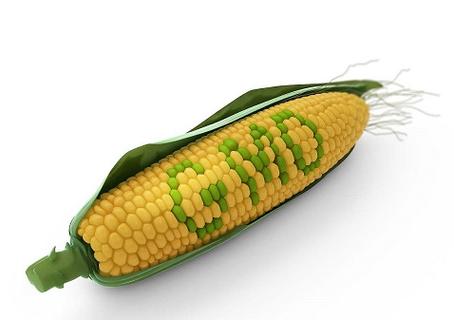 转基因玉米