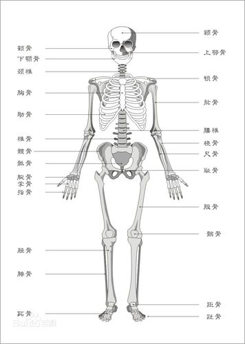 骨骼_ 教程:人体[图片专辑] _ 图片网