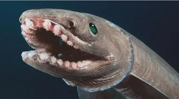 世界上最吓人的十大鱼类