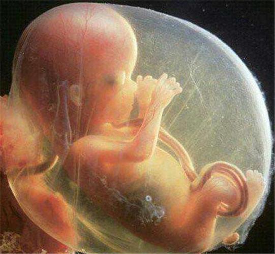 怀孕5个月的胎儿是什么样子的呢?孕妇怎样保养好身体呢?
