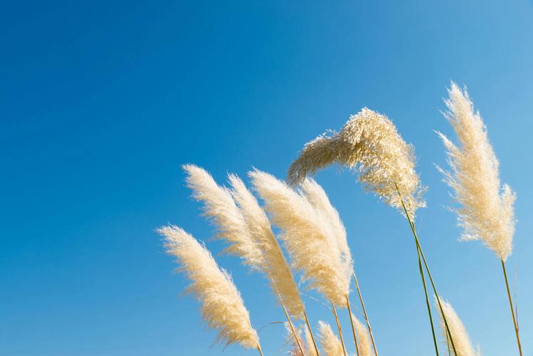 潘帕斯草原草羽毛弯曲由微风轻拂一片蓝天