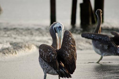 pelican | flickr – 相片分享!