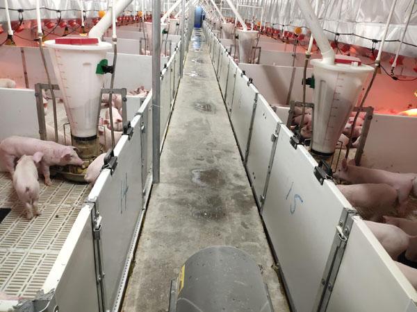 牧原集团生猪养殖产业化项目总投资35亿元