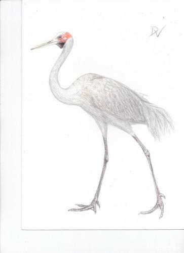 彩铅画鹤3～澳洲鹤