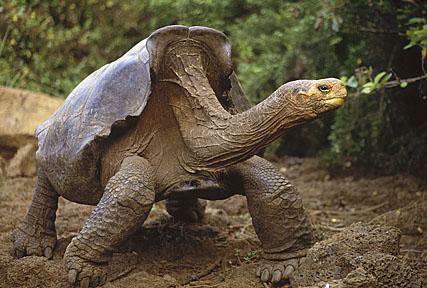 image gallery: saddleback tortoises