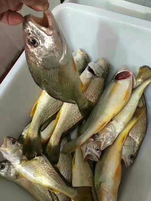 东山岛海鲜,野生春子鱼又名假黄鱼,肉质细嫩,味道鲜美.