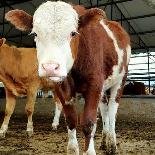 西门塔尔肉牛犊育肥优势