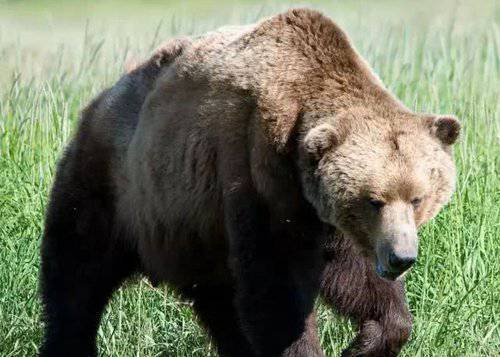 世界上最大的熊|棕熊|猫科动物|爪尖|犬齿_网易订阅