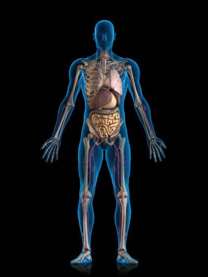 超清晰三维立体人体内脏结构剖视图