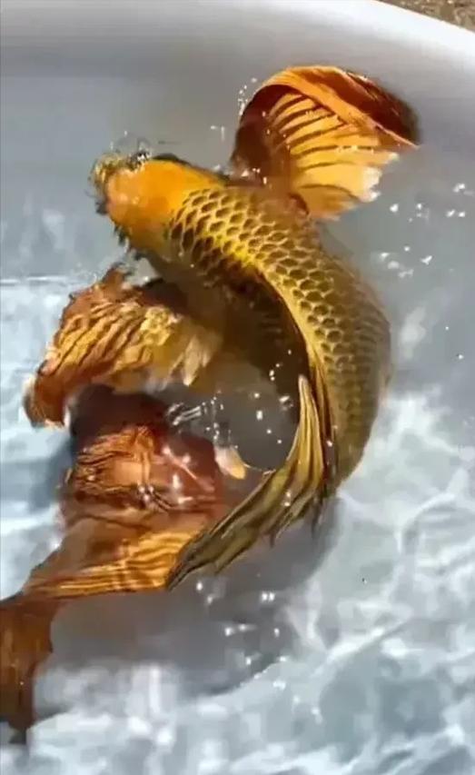 黄金锦鲤