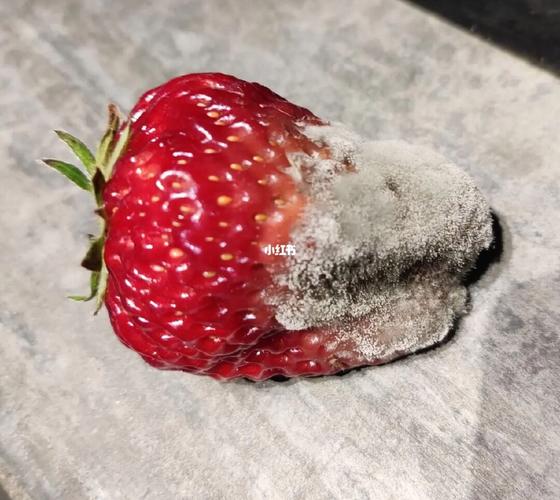 发霉的水果之草莓