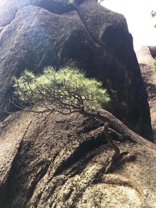 一块岩石上没有任何土壤,一颗松树在这贪脊的石缝间顽强绽放着生命!