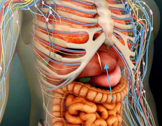 肝区疼痛位置图图片 大部分为肋弓所覆盖仅在腹上