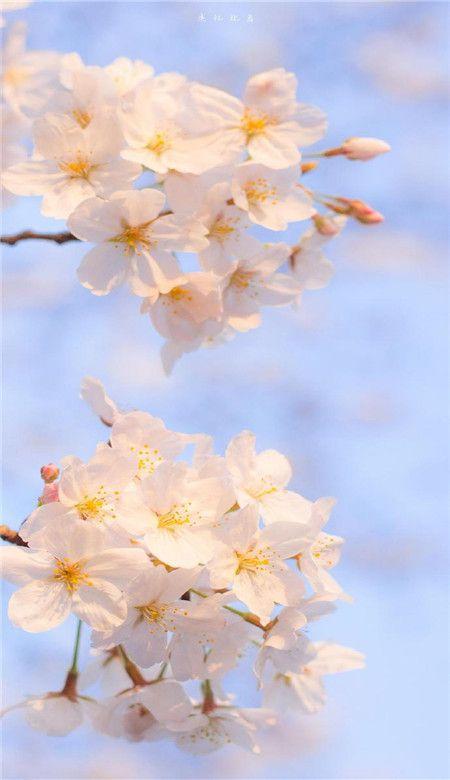 春天唯美粉色桃花手机壁纸图片一组桃花意境图片素材