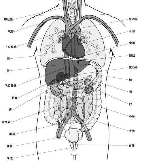 人体器官位置分布图内脏手抄报位置与方向手抄报