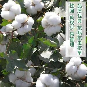 优质新疆棉花种子高产杂交抗虫棉花籽南方千斤懒汉棉花农用自种子